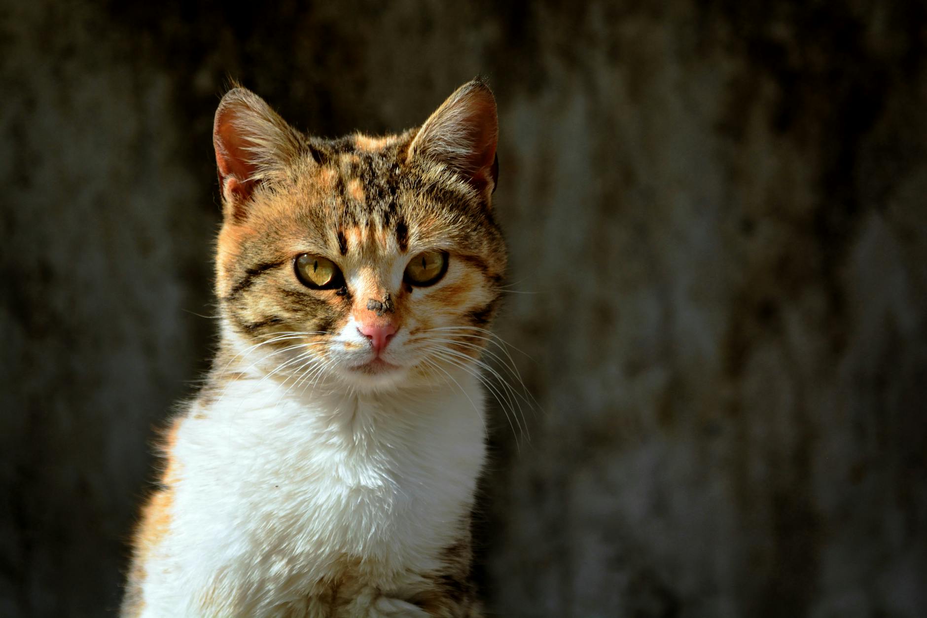 tavşan kedi köpek çiftlik